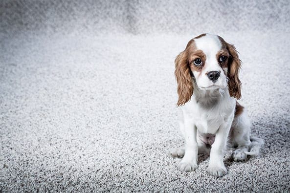 Professional Carpet Cleaning And Pet Stain Removal