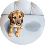 Dog Urine Removal Services Milwaukee