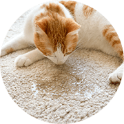 Cat Urine Removal Services Milwaukee