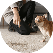Pet Stain Removal from Carpet
