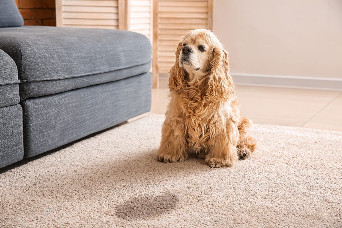 Urine_Landing Commercial Carpet Cleaning